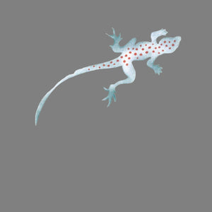 LIZARD LIZARD