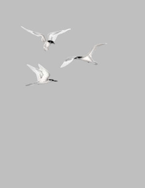 SEAGULLS SEAGULLS