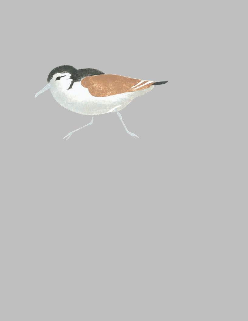 SINGLE SANDPIPER